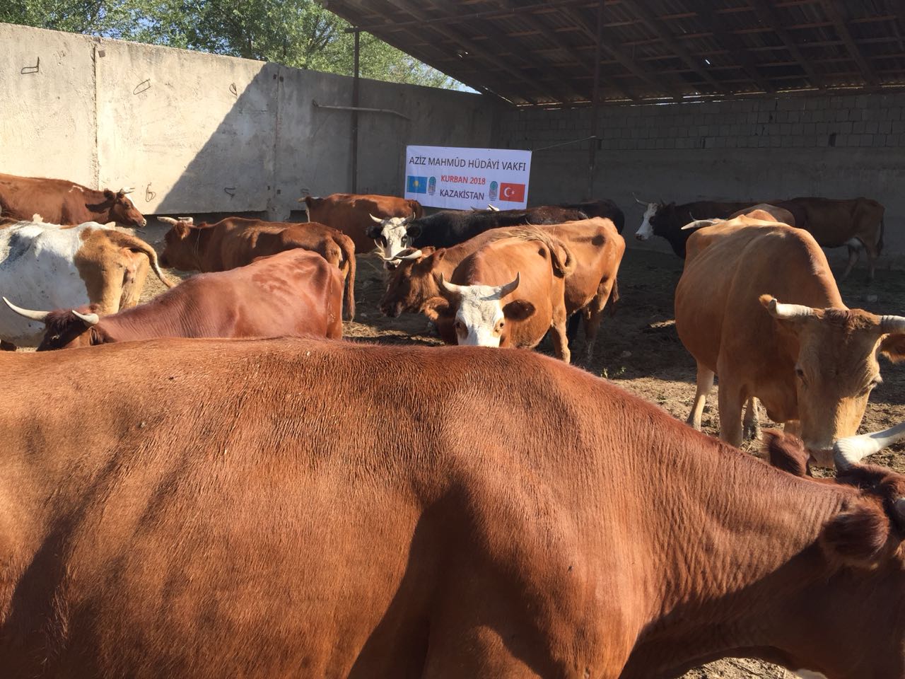 2018 YURT DIŞI KURBAN FOTOĞRAFLARI