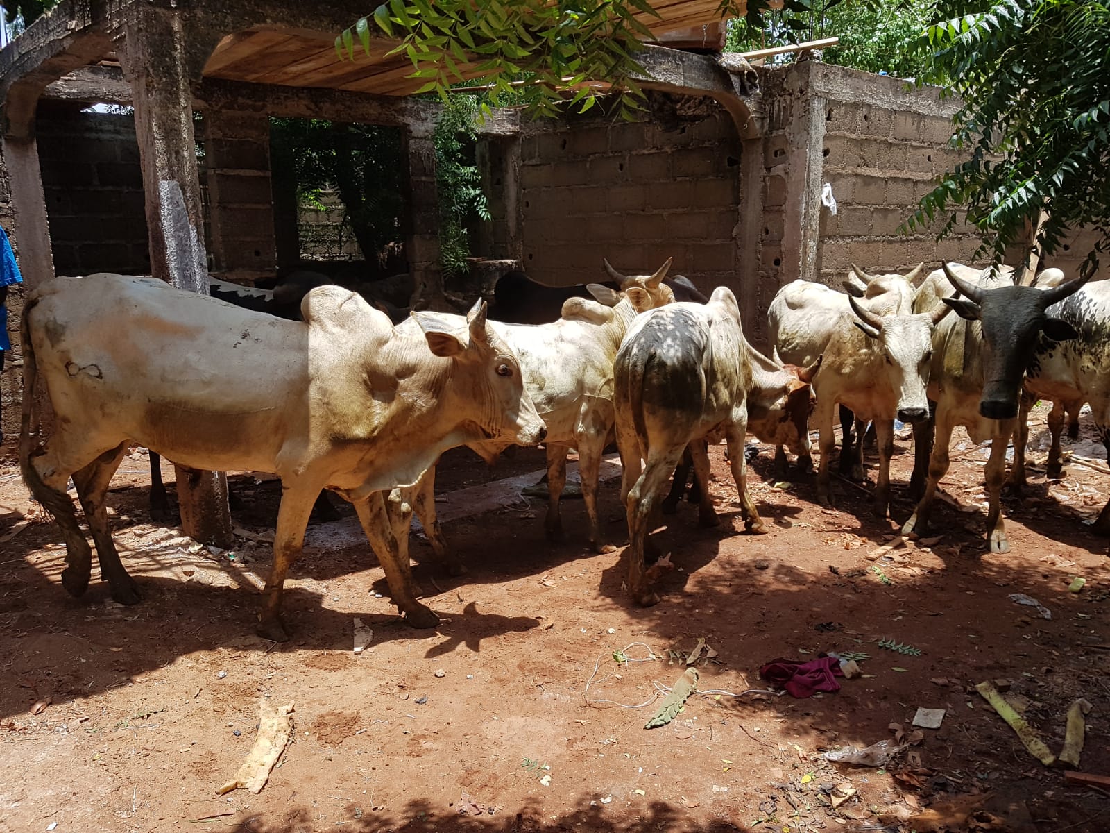2019 YURT DIŞI KURBAN FOTOĞRAFLARI