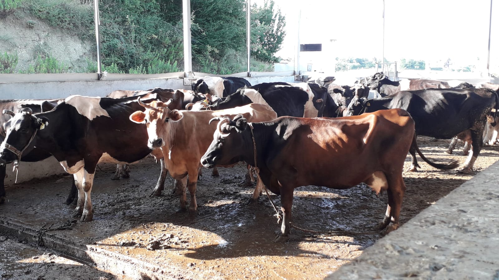 2019 YURT DIŞI KURBAN FOTOĞRAFLARI