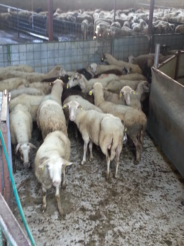 2019 YURT DIŞI KURBAN FOTOĞRAFLARI