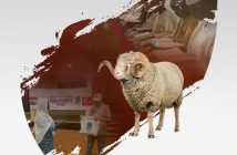 ADAK KURBANLARINIZ İHTİYAÇ SAHİPLERİNE ULAŞIYOR