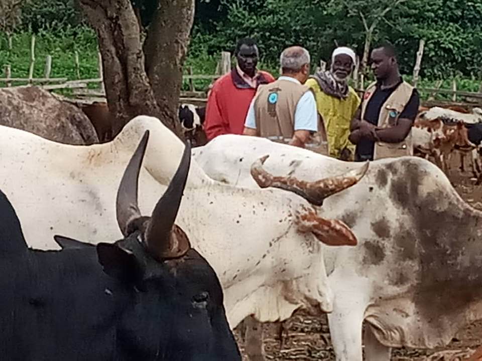 2020 YURT DIŞI KURBAN FOTOĞRAFLARI