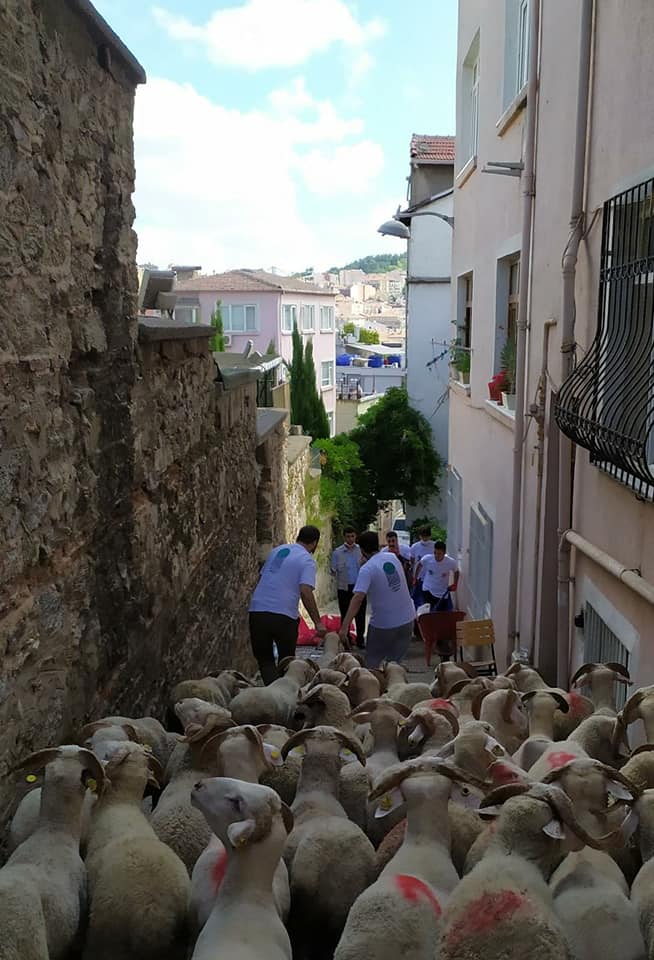 2020 YURT DIŞI KURBAN FOTOĞRAFLARI