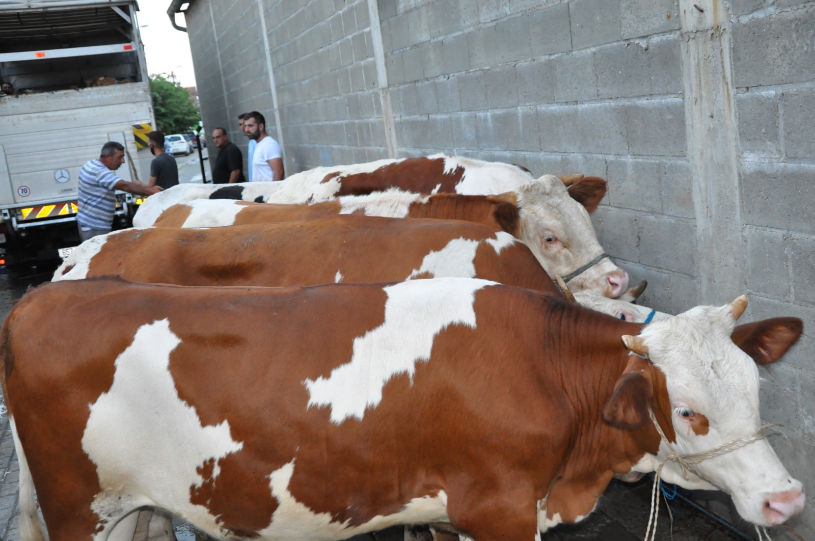 2020 YURT DIŞI KURBAN FOTOĞRAFLARI